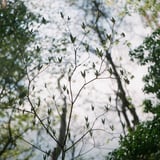 新芽