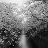 colorless 