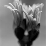 Dancer's Hands