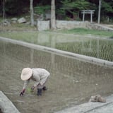 田植え