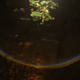 光