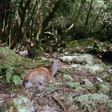 ヤクシカ