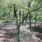 葉桜の頃
