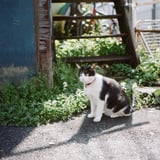 あの日のにゃんこ