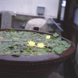 睡蓮