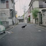 わたしがやりました。