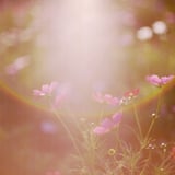 Flare & Flowers