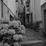 灰色の紫陽花