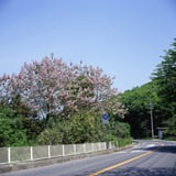 春の実感