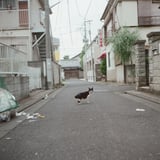 現行犯