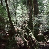 太古の森