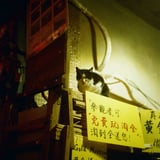 台湾の猫