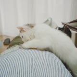 腹の上のにゃんこ