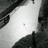 鳩