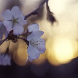 幻橙想花