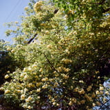 木香薔薇