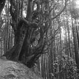 My Favorite Tree展最終日