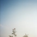 薔薇と空
