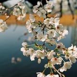 さくら咲く