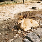 厳島にもいるよ