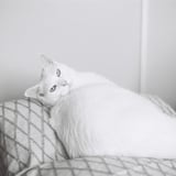 白は白
