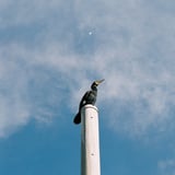 空と河鵜と飛行機と