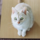 我が家のアイドル