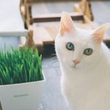 春は猫草
