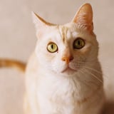斑