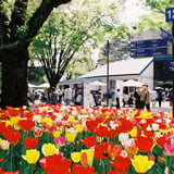 昭和記念公園