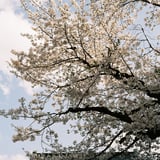 桜✕寺