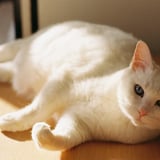 日向ぼっこ
