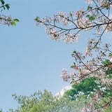 残桜
