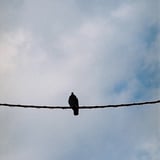 鳩
