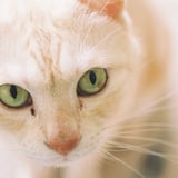 バターになった猫