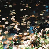 沼