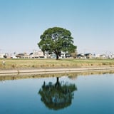 木