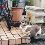 沖縄で見つけた猫