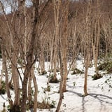 残雪