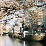 狂い咲き