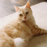神の中にはネコが居る