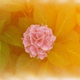 おしゃれ感光