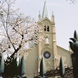 協会と桜
