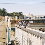 鳩
