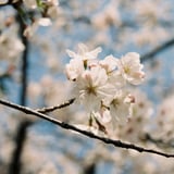 開花