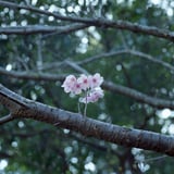 ちょこっと咲いてる桜