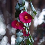 山茶花