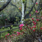 垣根のつつじ
