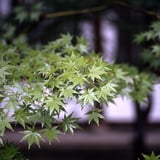京都の夏のもみじ
