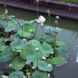 蓮の蕾